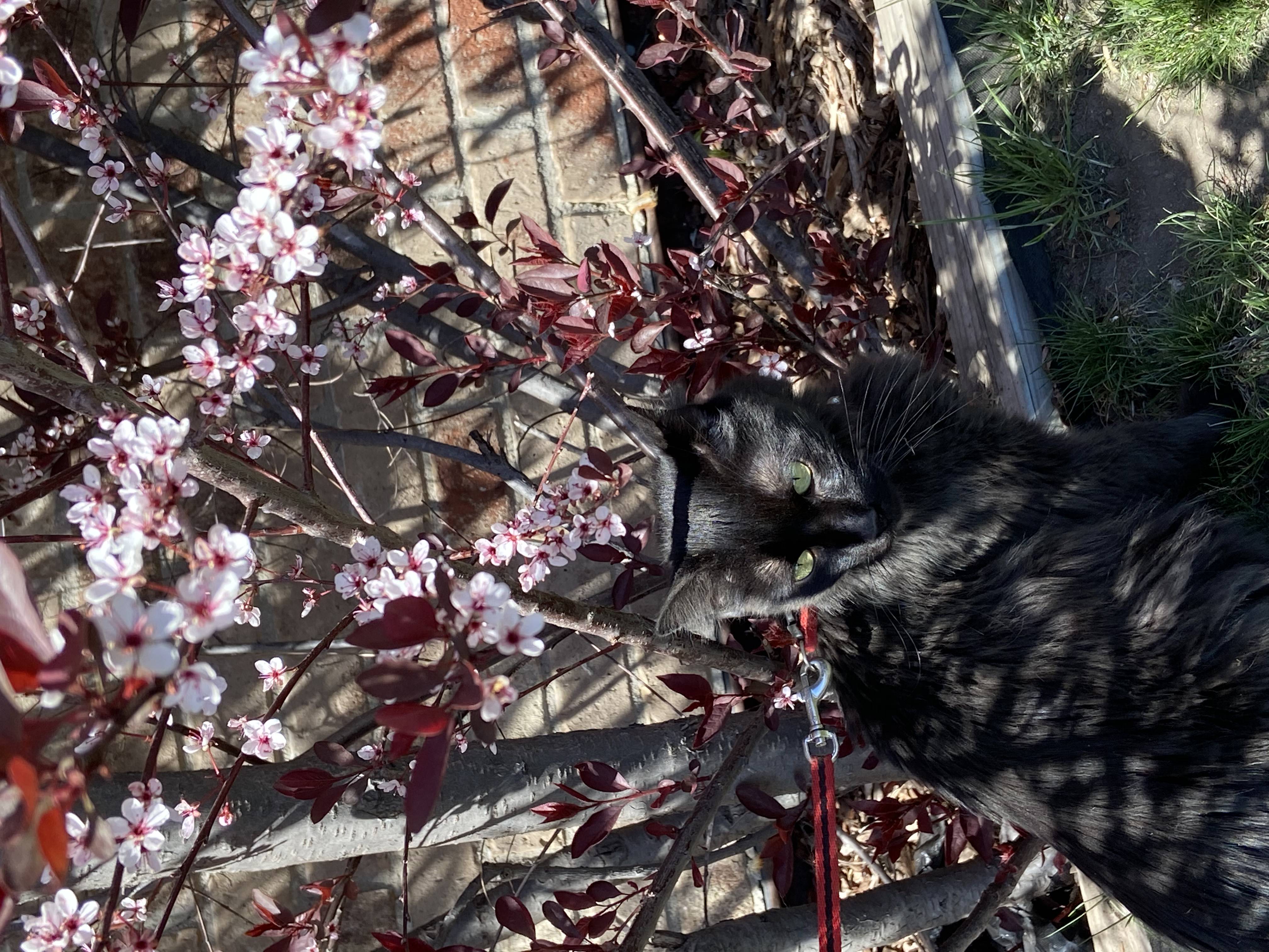 black cat on a leash under a flowering bush