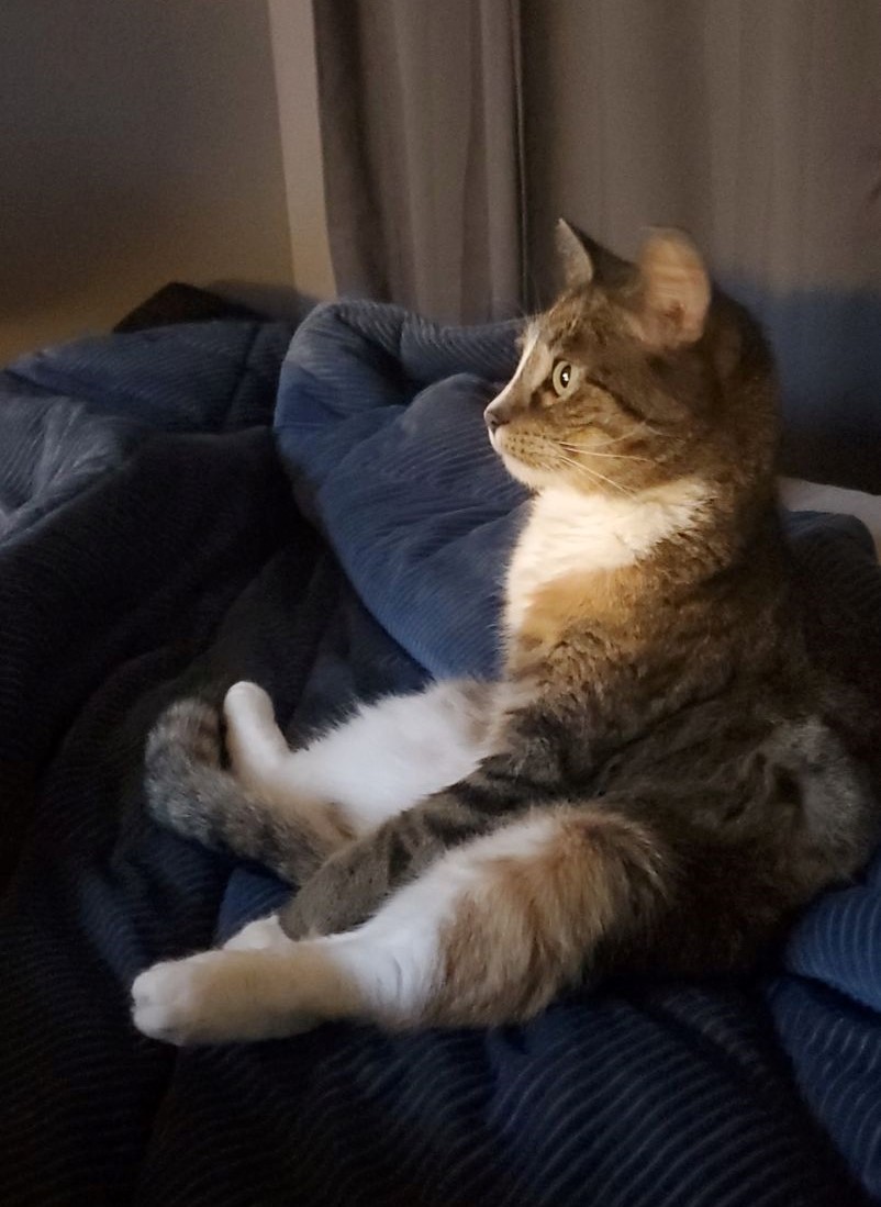 tabby and white cat sitting like a person