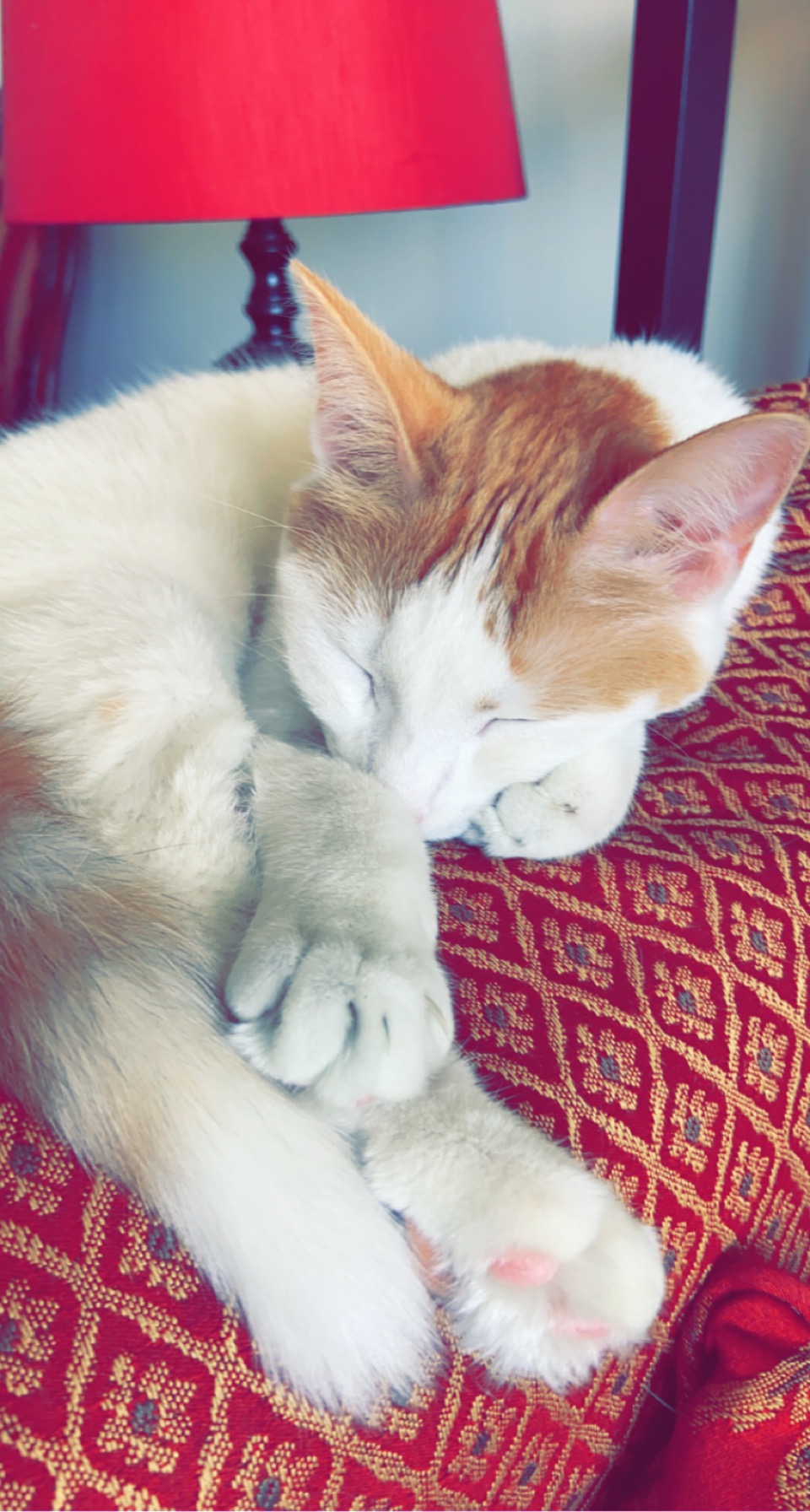 sleeping white cat with orange head