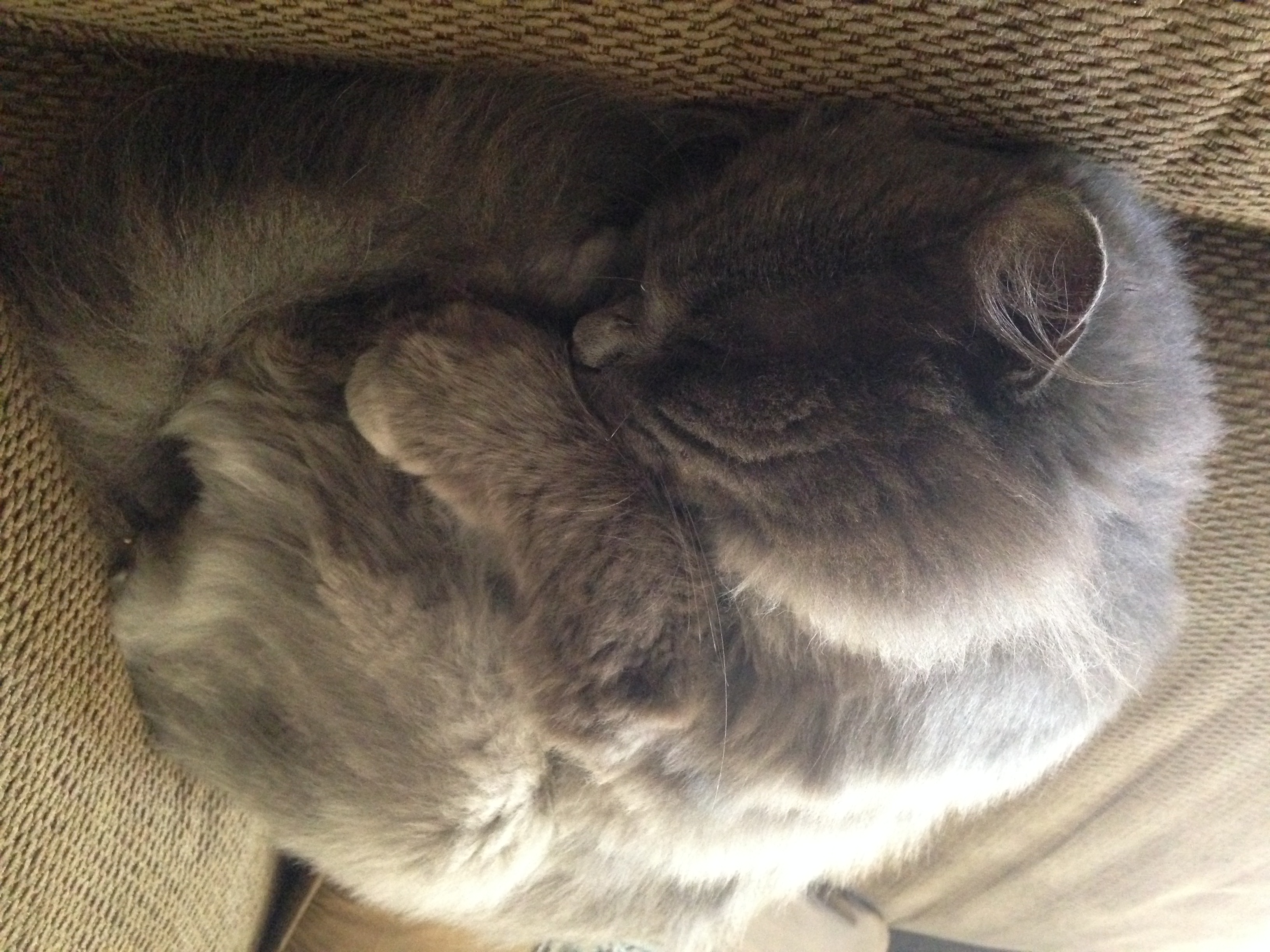 sleeping long haired gray cat